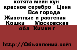 котята мейн кун, красное серебро › Цена ­ 30 - Все города Животные и растения » Кошки   . Московская обл.,Химки г.